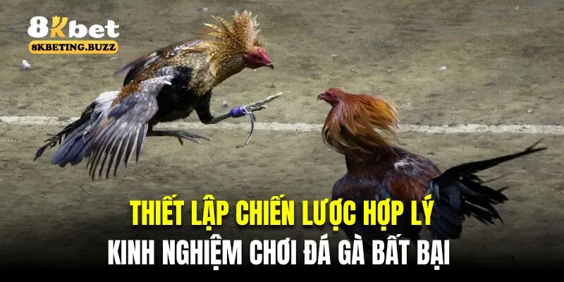 Thiết lập chiến lược hợp lý là kinh nghiệm chơi đá gà bất bại 